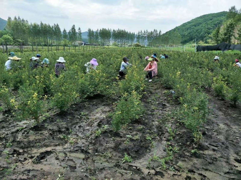 蓝靛果树苗基地直发。价格低。成活率高。服务好量大优惠。