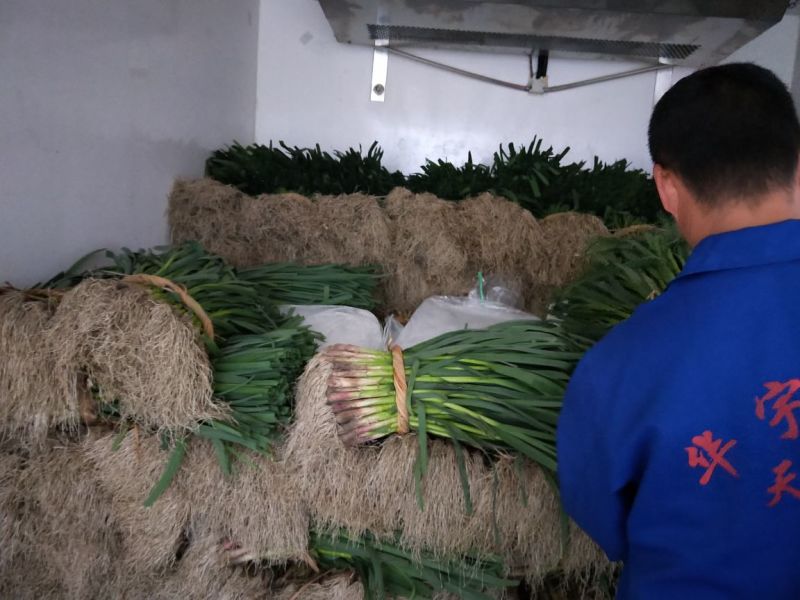 川香精品硬叶软硬叶红根香蒜苗新鲜大蒜苗现挖红紫皮蒜苗