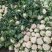 汉中白花菜花2~3斤紧花乳白，现货，产地一手货源