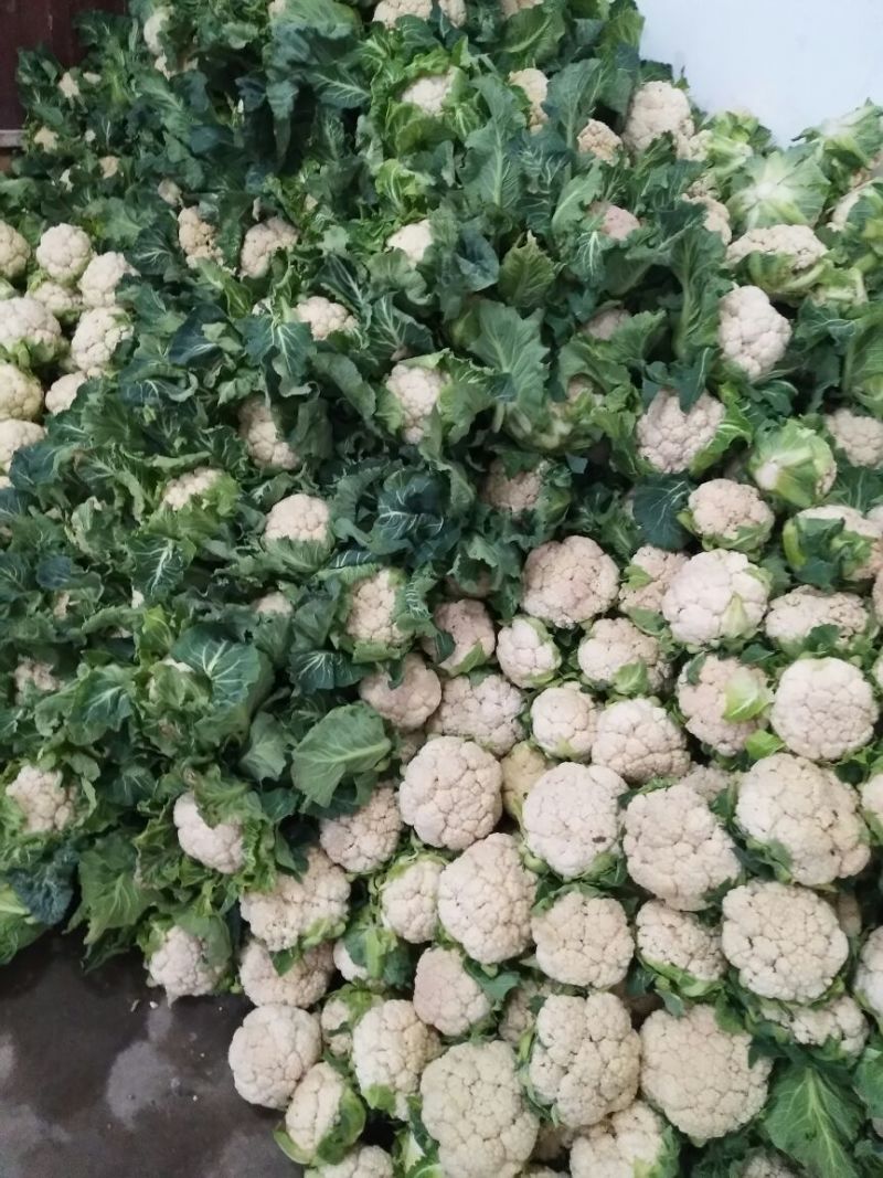 汉中白花菜花2~3斤紧花乳白，现货，产地一手货源