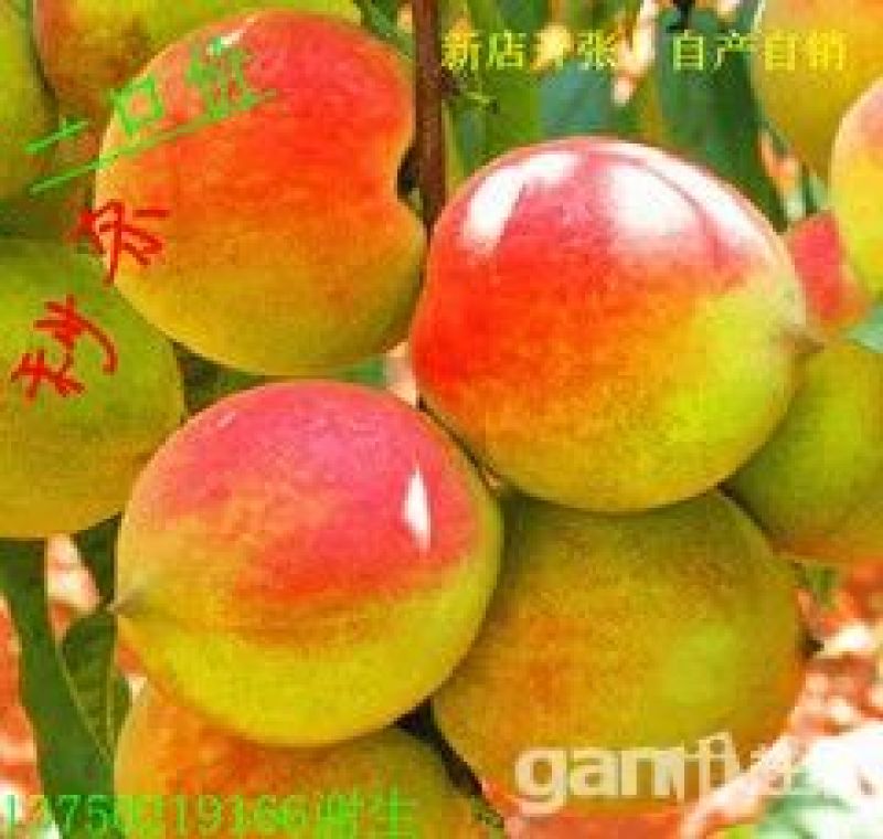 鹰嘴蜜桃60mm以上