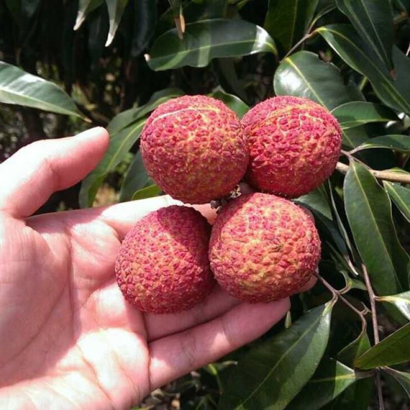 优质妃子笑荔枝苗无核荔枝苗桂味荔枝苗带土球发货包邮