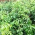 优质妃子笑荔枝苗无核荔枝苗桂味荔枝苗带土球发货包邮