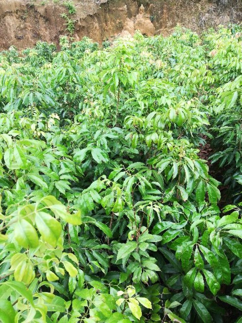 优质妃子笑荔枝苗无核荔枝苗桂味荔枝苗带土球发货包邮