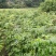 优质妃子笑荔枝苗无核荔枝苗桂味荔枝苗带土球发货包邮