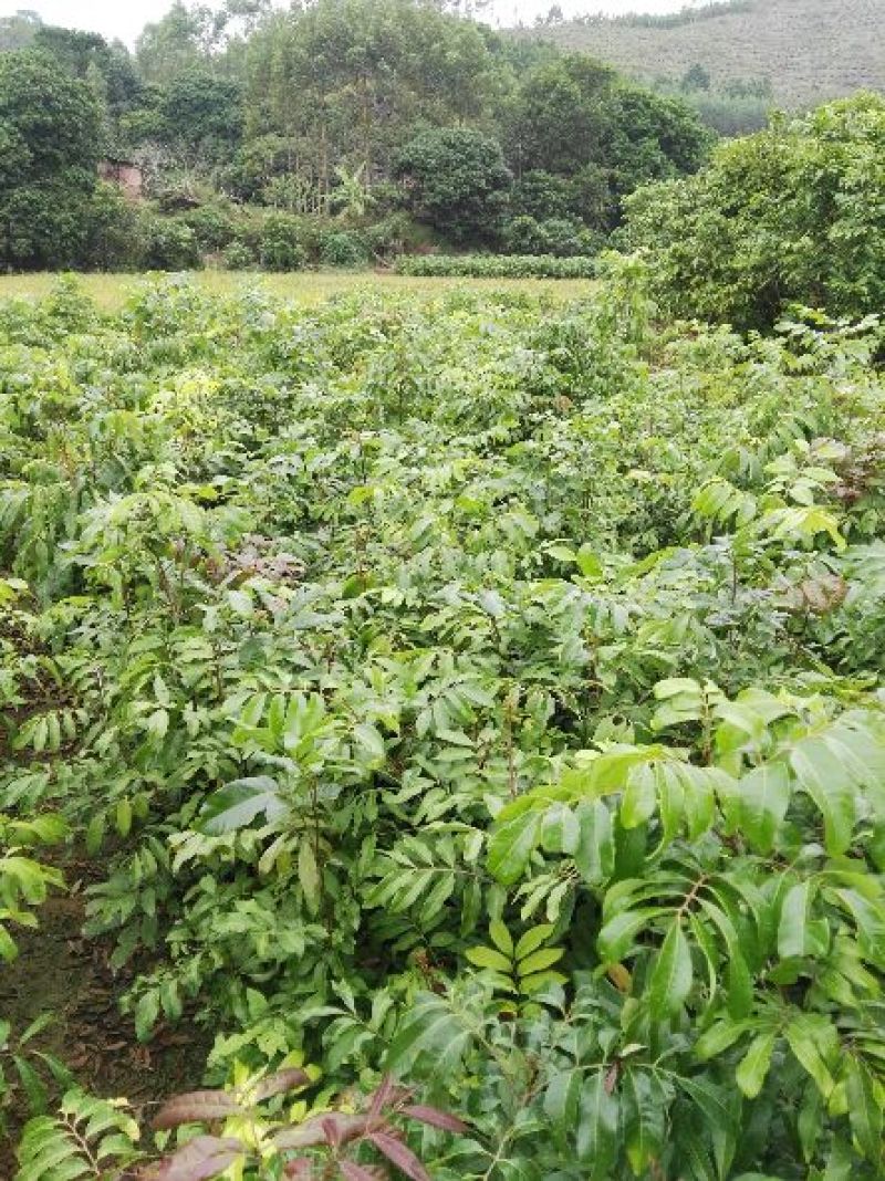 优质妃子笑荔枝苗无核荔枝苗桂味荔枝苗带土球发货包邮