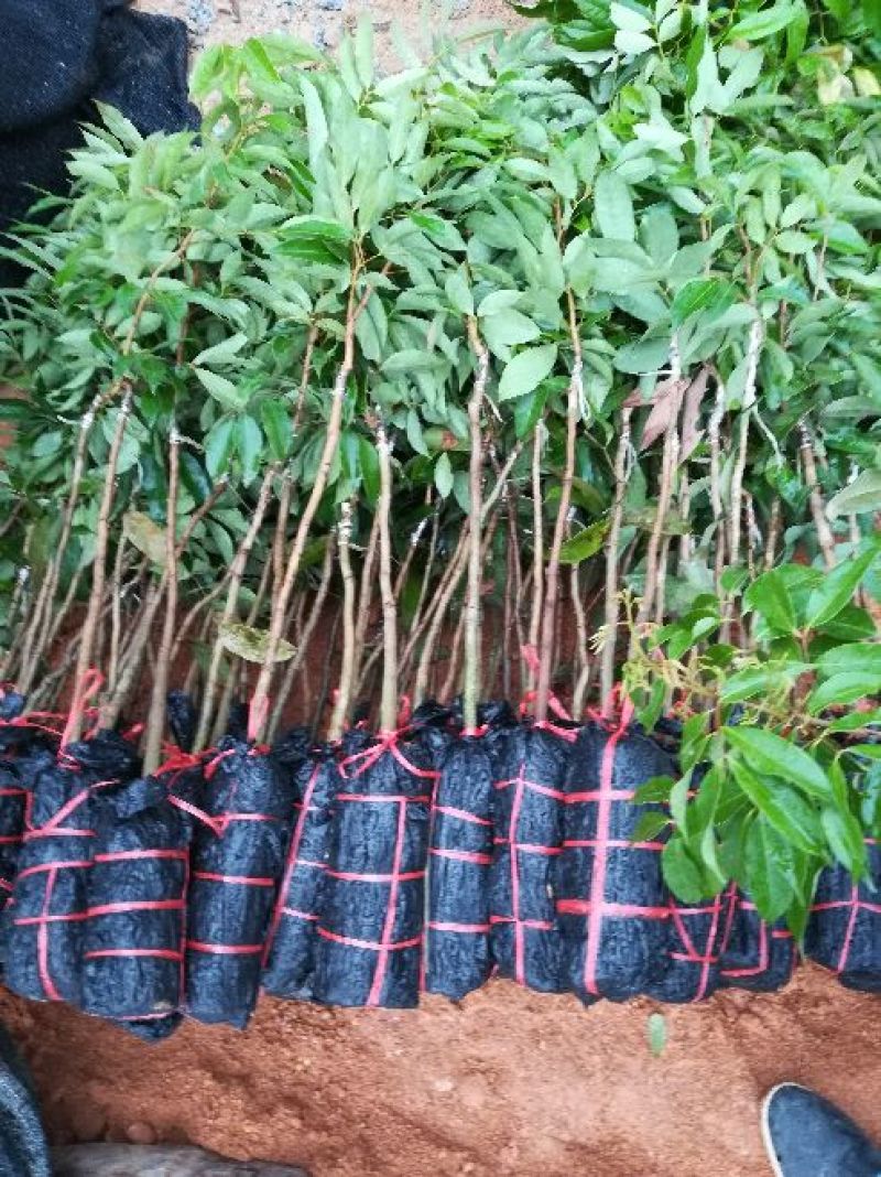 优质妃子笑荔枝苗无核荔枝苗桂味荔枝苗带土球发货包邮