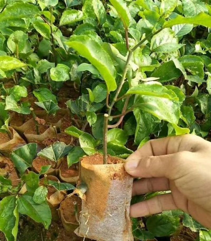 百香果苗紫香一号黄金百香果苗满天星台农百香果嫁接苗