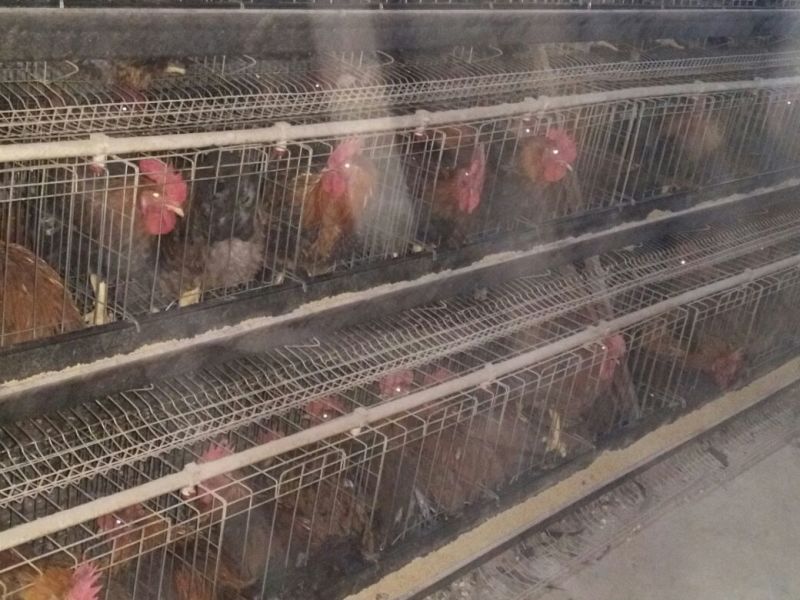 青年鸡肉鸡6~7斤