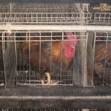 青年鸡肉鸡6~7斤