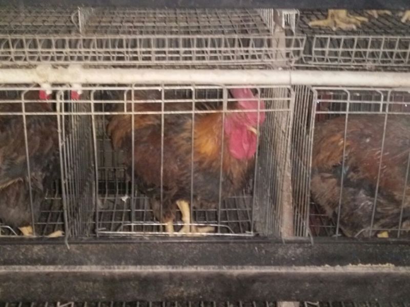 青年鸡肉鸡6~7斤