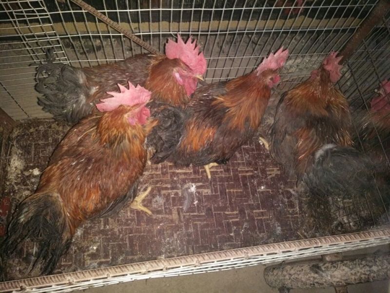 青年鸡肉鸡6~7斤
