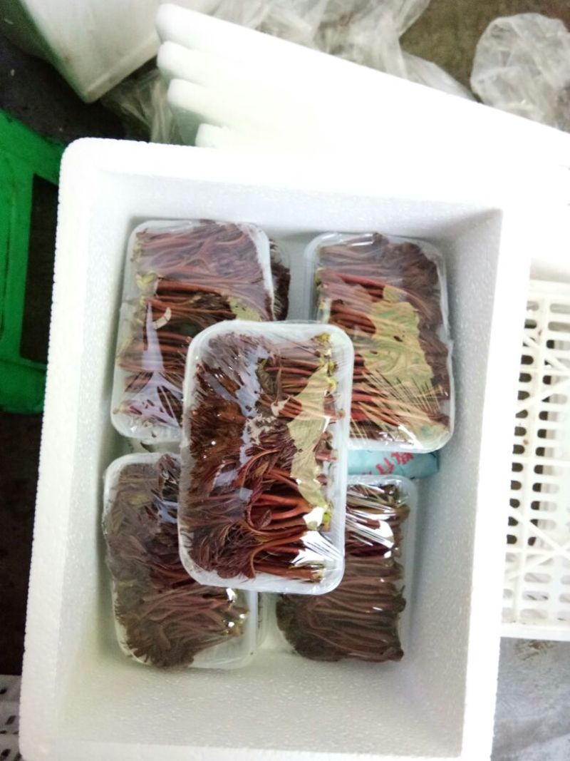 和众椿业，基地红香椿。精品包装全国直销保障售后