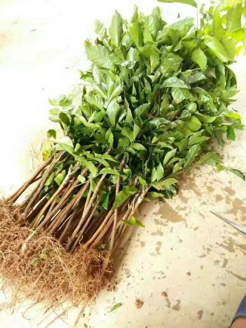 无核黄皮果苗30~50cmcm黑黄皮树苗