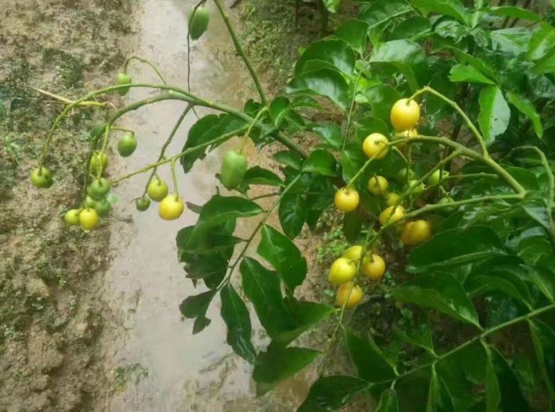 无核黄皮果苗30~50cmcm黑黄皮树苗