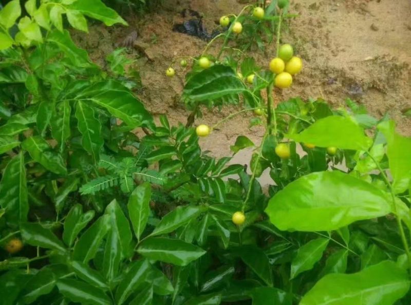 无核黄皮果苗30~50cmcm黑黄皮树苗