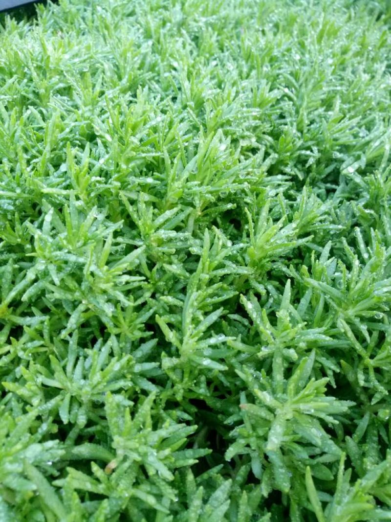 佛甲草屋顶绿化1元一斤四季常青耐干旱植物基地直发