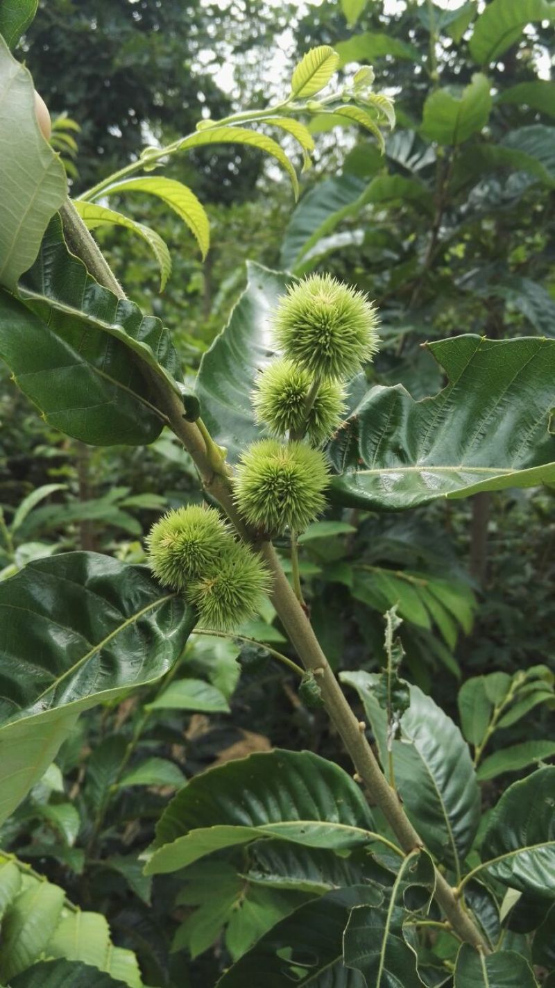 嫁接泰山大红袍板栗苗