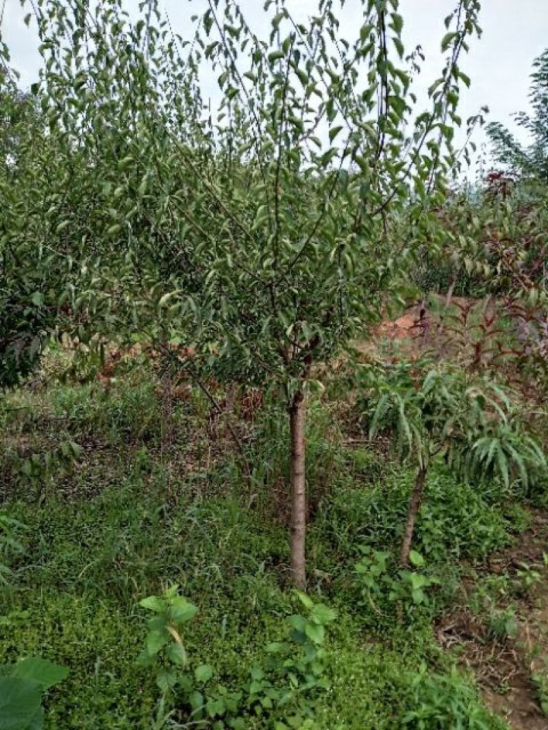 红梅6~8cm4~6cm2.5~3米