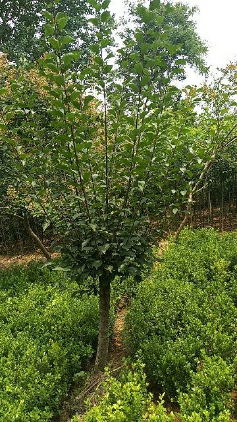 红梅6~8cm4~6cm2.5~3米