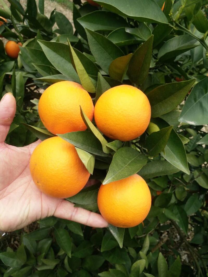 夏橙靓货大量上市，品种齐全，规格型号齐全质量优等