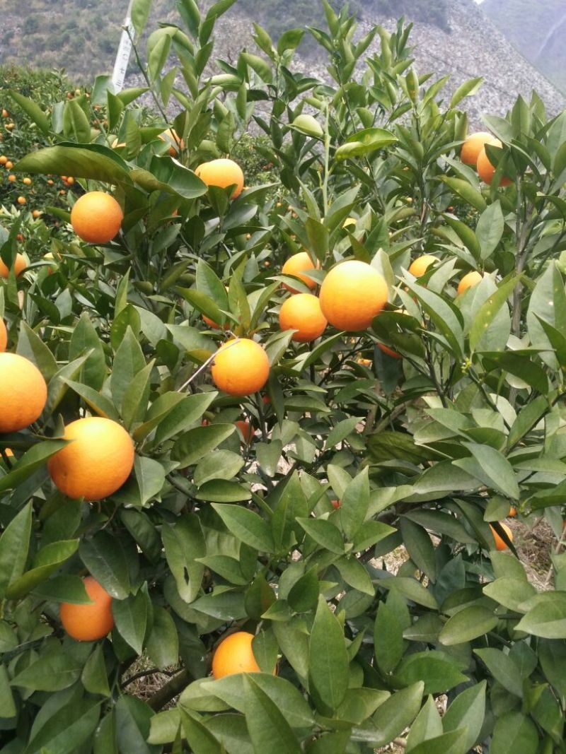 夏橙靓货大量上市，品种齐全，规格型号齐全质量优等