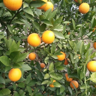 夏橙靓货大量上市，品种齐全，规格型号齐全质量优等