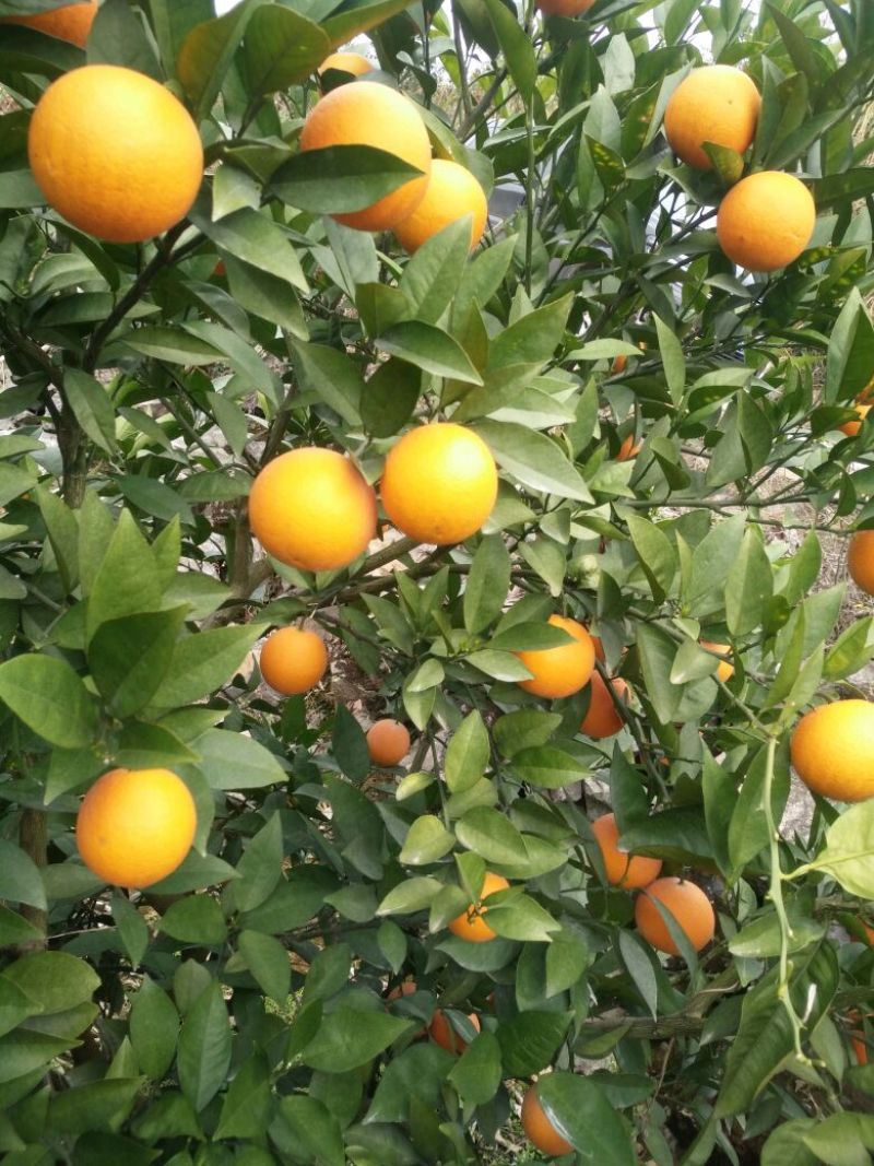 夏橙靓货大量上市，品种齐全，规格型号齐全质量优等