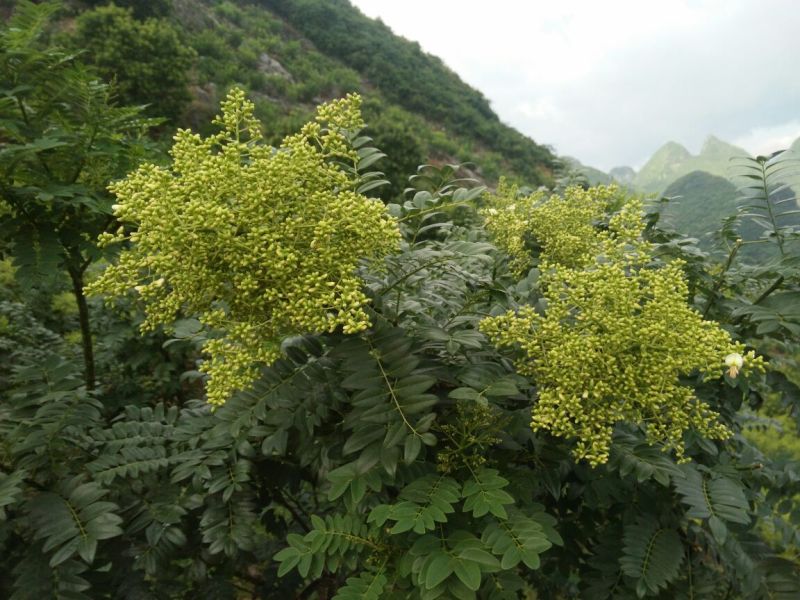 桂林金槐苗80cm以上高