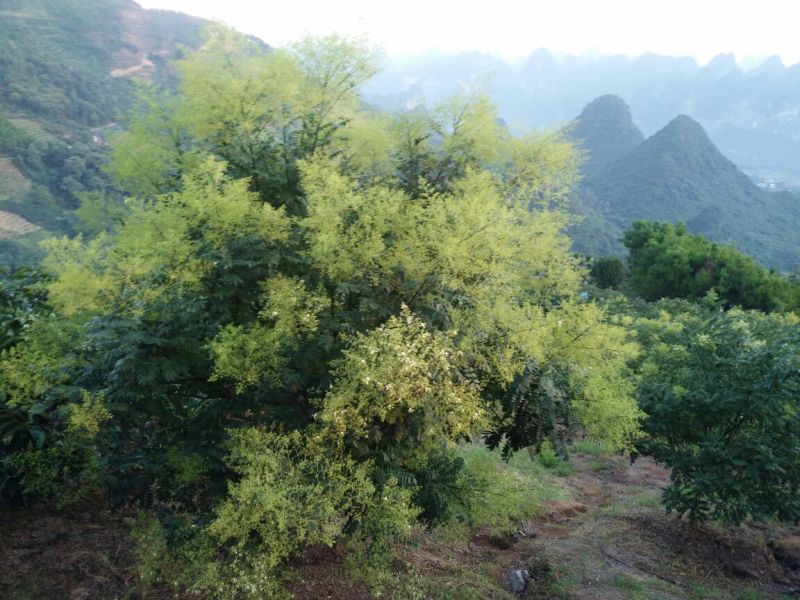 桂林金槐苗80cm以上高