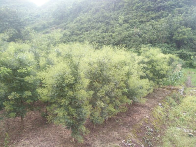 桂林金槐苗80cm以上高