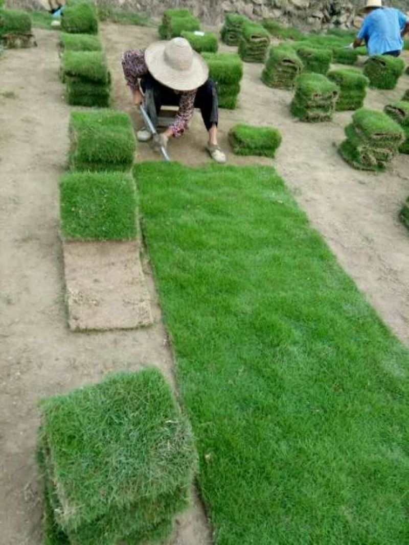 大量供应马尼拉草皮卷
