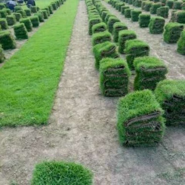 大量供应马尼拉草皮卷
