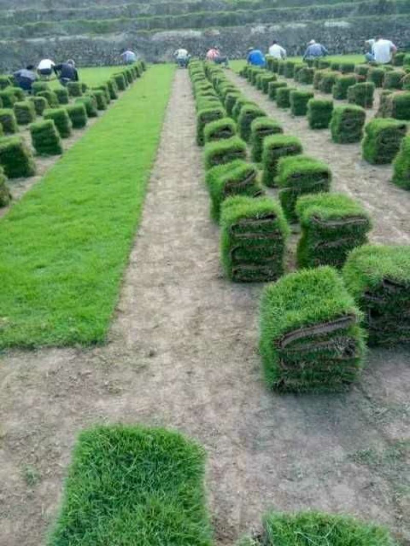 大量供应马尼拉草皮卷