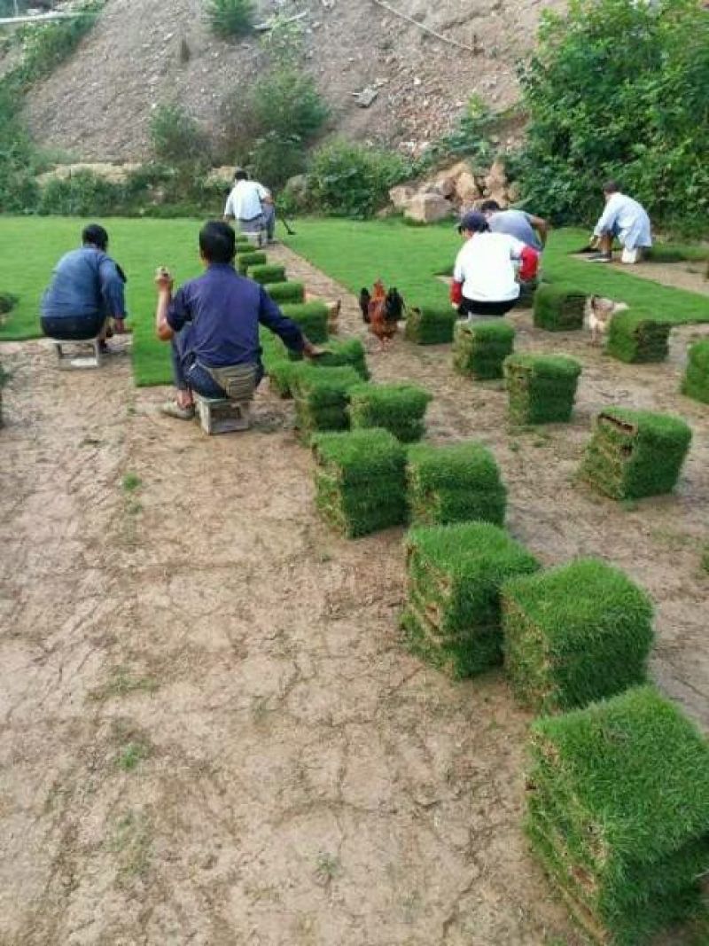大量供应马尼拉草皮卷