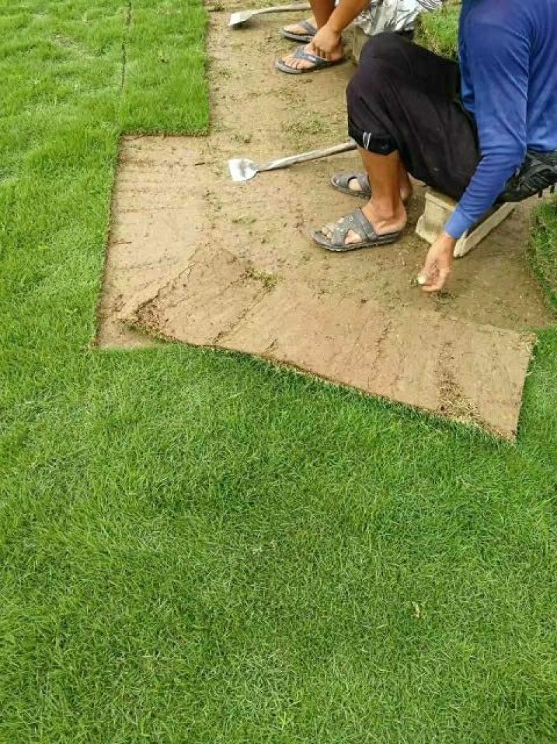 大量供应马尼拉草皮卷