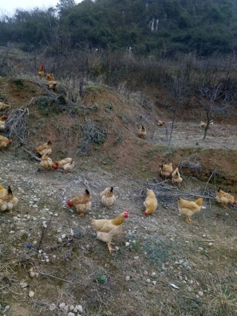 土鸡蛋香味浓郁高山放养绿色有机