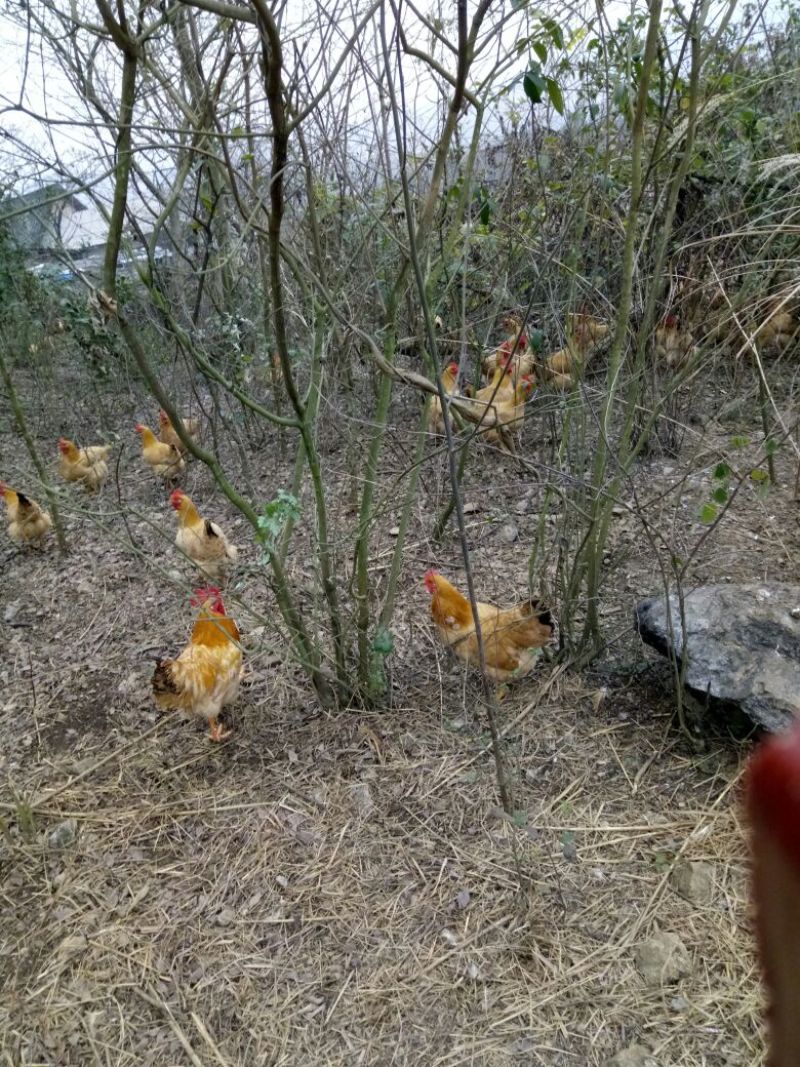 土鸡蛋香味浓郁高山放养绿色有机