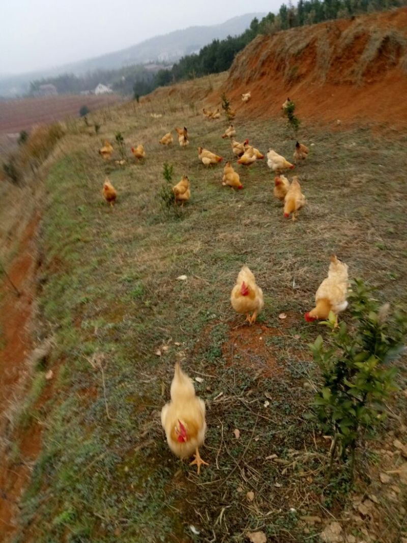 土鸡蛋香味浓郁高山放养绿色有机