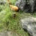 土鸡蛋香味浓郁高山放养绿色有机