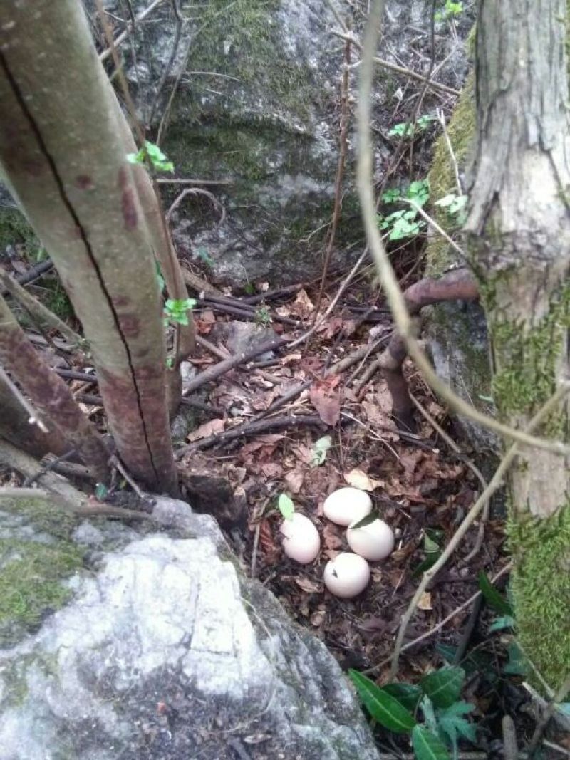 土鸡蛋香味浓郁高山放养绿色有机
