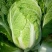 黄心白菜4~6斤毛菜