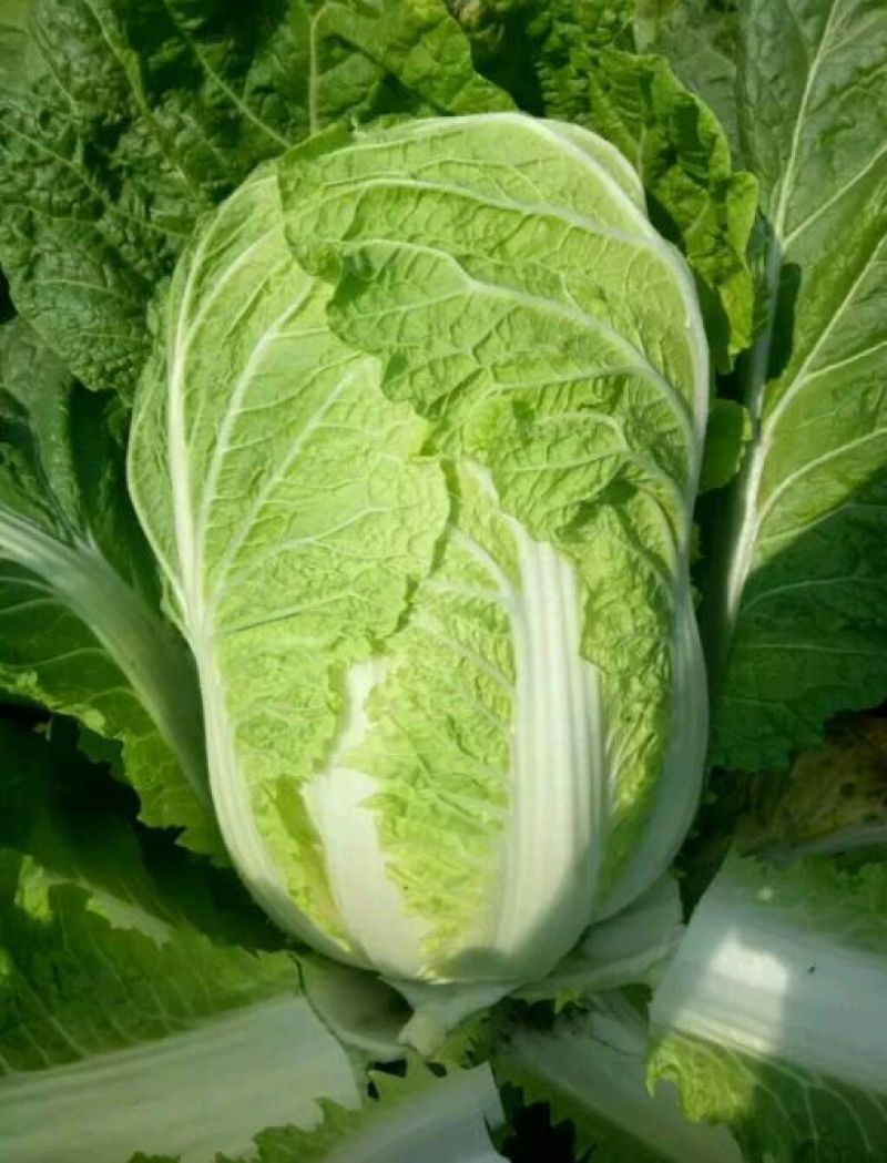 黄心白菜4~6斤毛菜
