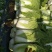 黄心白菜4~6斤毛菜