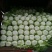 黄心白菜4~6斤毛菜