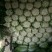 黄心白菜4~6斤毛菜