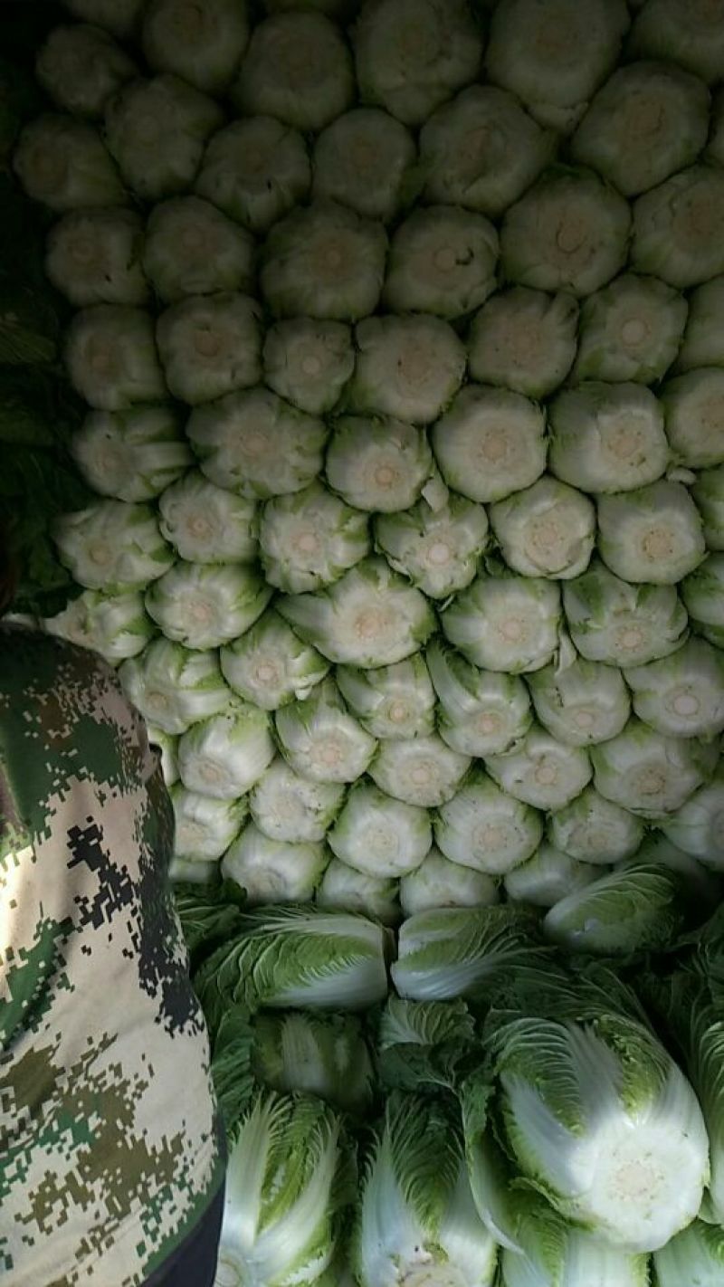 黄心白菜4~6斤毛菜