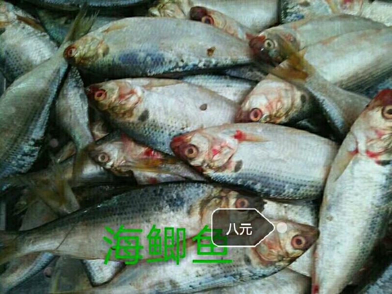 鲫鱼食用