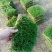 大量出售马尼拉草皮块