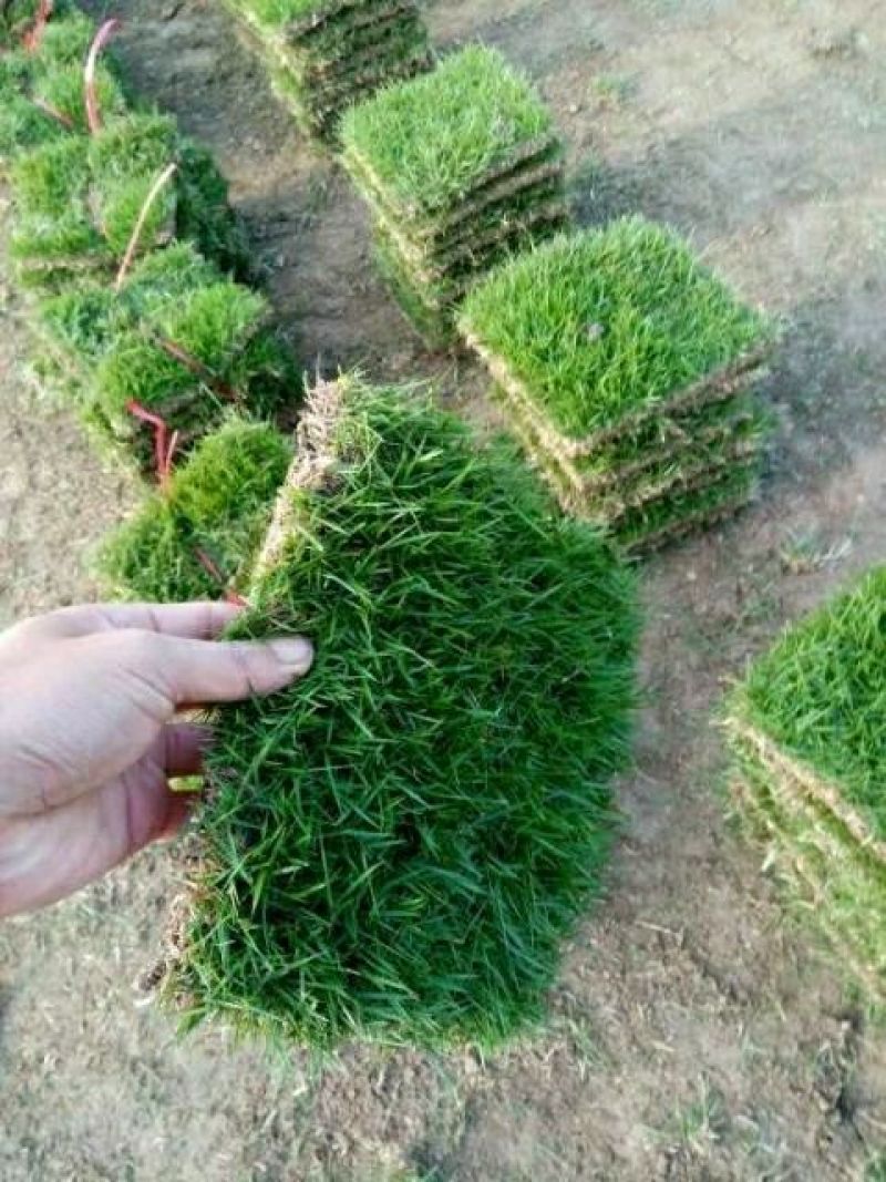 大量出售马尼拉草皮块